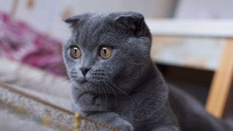 This Vet Student Lists the Items She’d Never Buy for Her Cat and Why