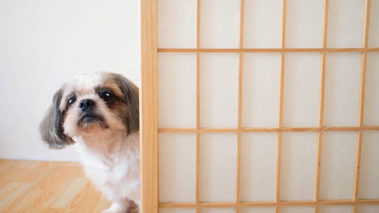 Shih-Tzu Thinks He’s Being Sneaky Until Mom Ruins His Snack Plan