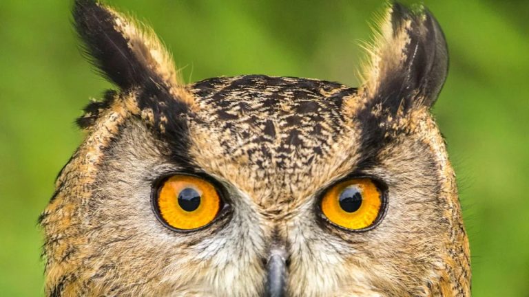 Owl Sets up Shop in Lowe’s and Dives at Customers Like He Owns the Joint