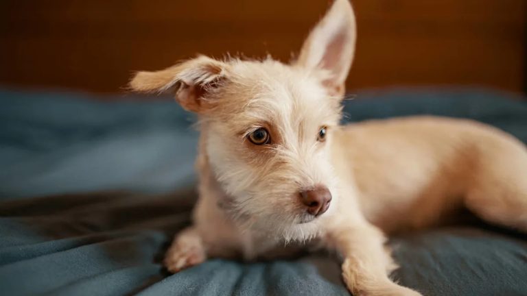 ‘Unwanted’ Street Dog Becomes ‘Most Wanted Girl in the World’ and It’s the Best