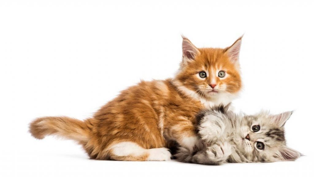 Apricot and Gray Maine Coon Kittens Form the Sweetest Reverse-Colored Cuddle Puddle
